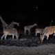 Many animals were active at night. Here, giraffes and antelope visit a watering hole. Credit: Will Burrard-Lucas/WWF-US.
